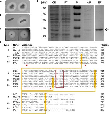 A Novel Polyester Hydrolase From the Marine Bacterium Pseudomonas aestusnigri – Structural and Functional Insights